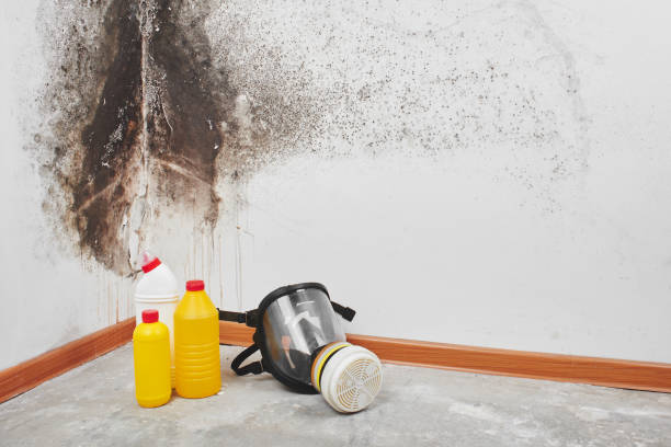 Biohazard Mold Removal in Pinewood Estates, TX